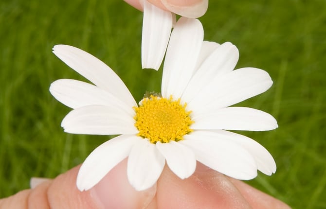 Daisy