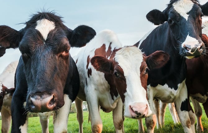 Cow Fundraising