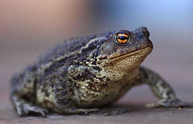 Toad