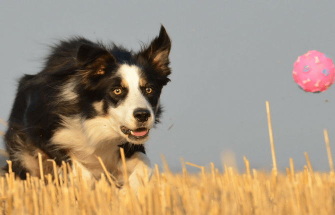 large dog pet fundraiser